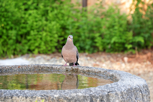 A pigeon sitting by the well side