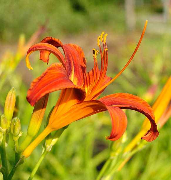 istock Orange Daylily Flower 119744797