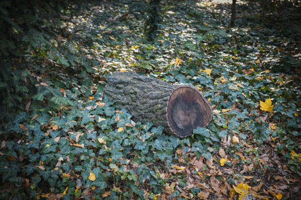 Autumn leaves and tree Stumps
