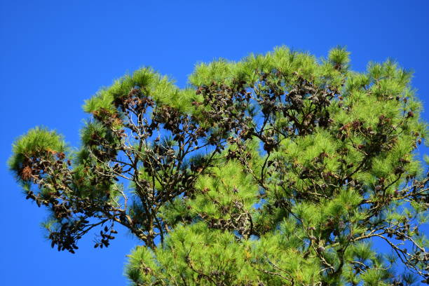 loblolly pine tree top loaded with cones - pine tree loblolly pine loblolly forest imagens e fotografias de stock