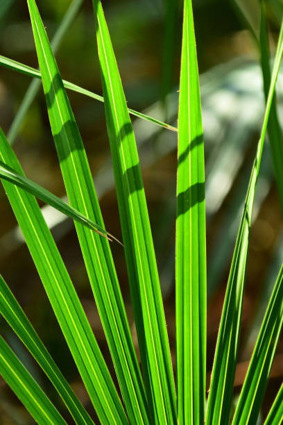 istock Spreading Saw palmetto frond fingers 1197449179