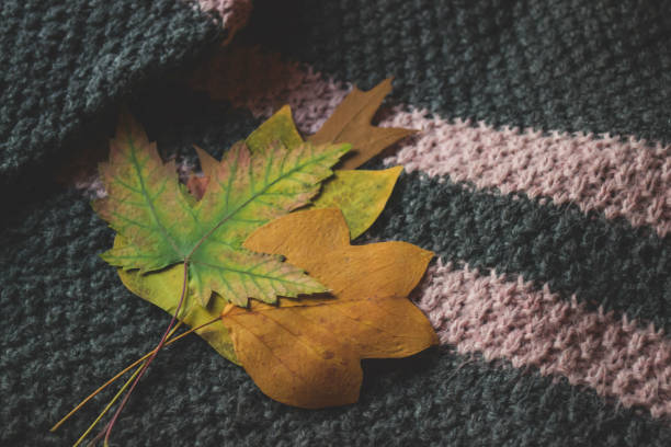 istock Autumn leaves on the woolen sweater. 1197450751