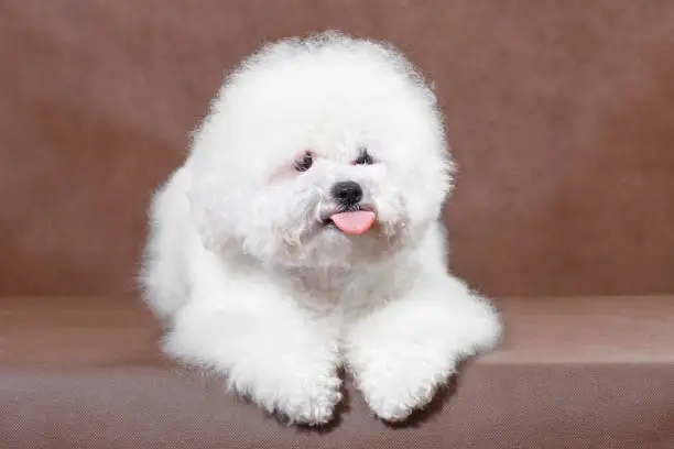 Photo of Yawning dog Bichon Frize