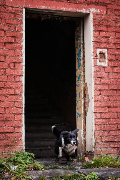 istock Rescue dog Border Collie quickly runs out 1197451022