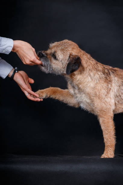 A trained dog of the breed Border Terrier A trained dog of the breed Border Terrier gives the owner a paw and receives food border terrier stock pictures, royalty-free photos & images