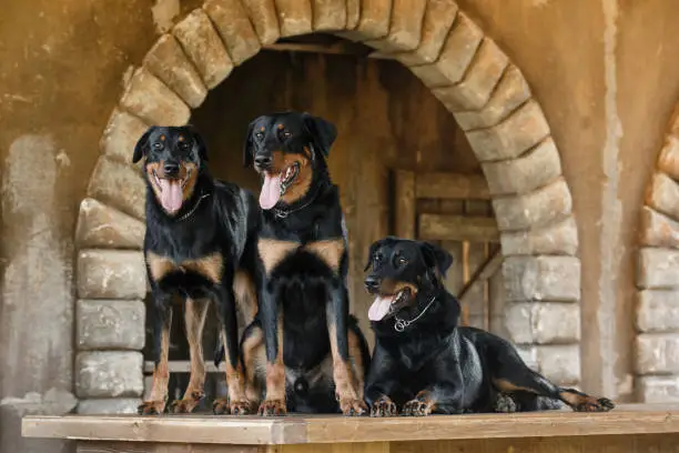 Three big black dogs of the breed Beauceron (French Shepherd) are sitting on the old table against the background of the old interior