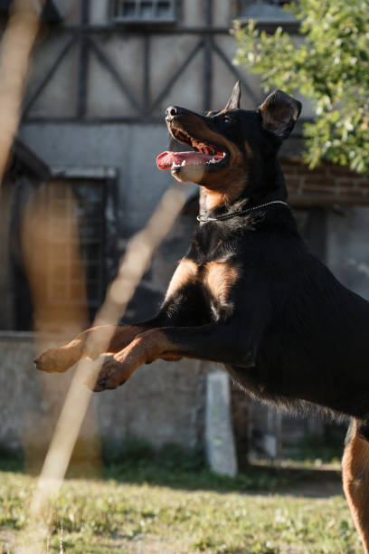 istock Big black Beauceron dog jumping 1197451282