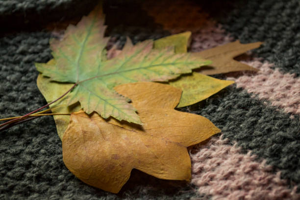 istock Autumn leaves on the woolen sweater. 1197451532