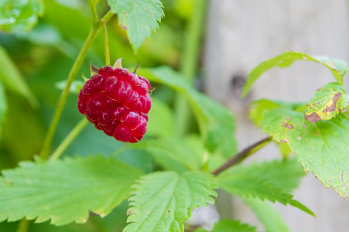 Ripe red raspberries ripen on the Bush in summer