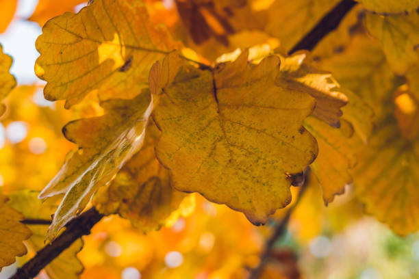 istock Background autumn orange leaves. Outdoor. 1197451901