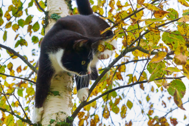 chat noir et blanc se reposant sur un arbre de bouleau en automne - forest road nature birch tree photos et images de collection