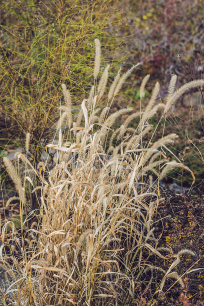 istock Wild spikelets blurred background in warm autumnal colors 1197451930