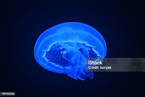 Blue Tropikalny Jellyfish - zdjęcia stockowe i więcej obrazów Bez ludzi - Bez ludzi, Fluorescencyjny, Fosforescencja