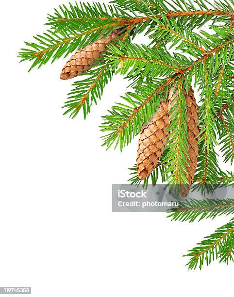 Fir Branches With Cones Isolated On White Stock Photo - Download Image Now - Branch - Plant Part, Brown, Close-up
