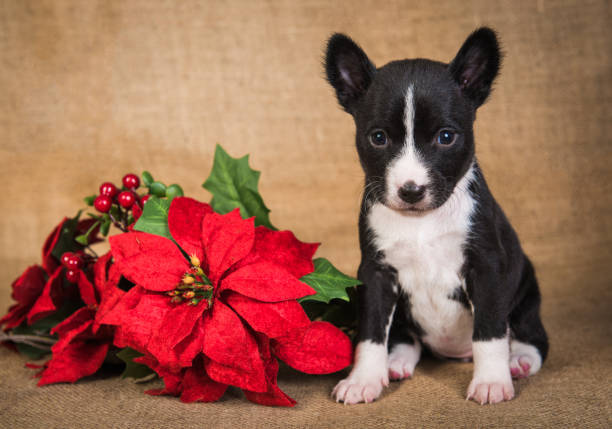 Funny Basenji puppy dog with poinsettia red flower stock photo