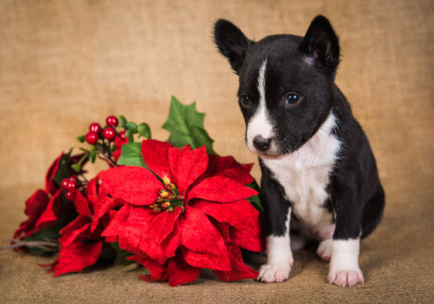Funny Basenji puppy dog with poinsettia red flower stock photo
