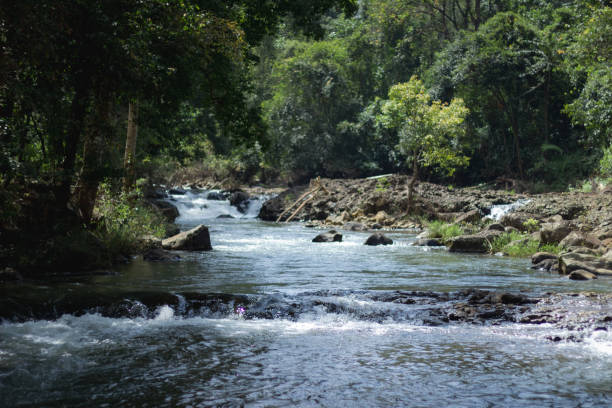 istock Small River in the Middle of a Tree in a Green Forest and Small Bamboo Bridge 1197463281