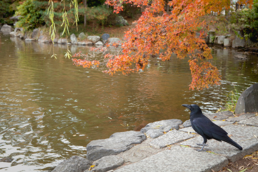 Raven under red Japanese maple leaves