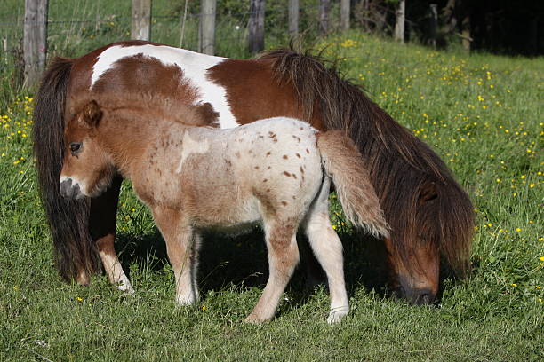 istock Shetland ponies in a meadow 119746510