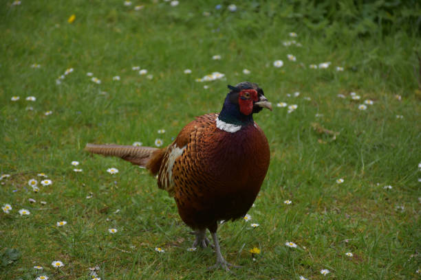 istock Wild Pheasant Roaming Around in England 1197465354