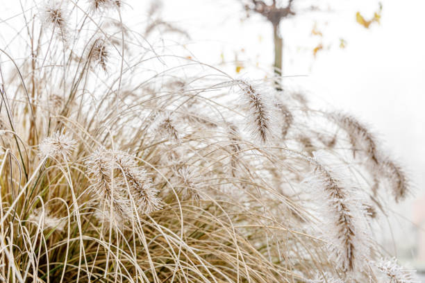 istock Winter grass or shrub covered with flowers on the rough. 1197466687