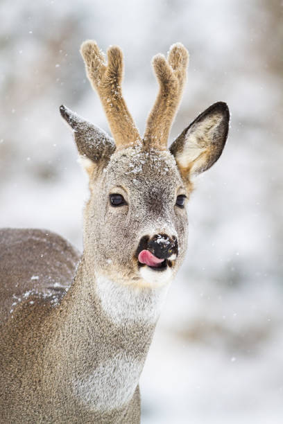 Roe deer buck with antlers in velvet licking with tongue in snowfall. Roe deer buck, capreolus capreolus, with antlers in velvet licking with tongue in snowfall. Appealing wild animal in wilderness in natural habitat. Vertical portrait of mammal. roe deer frost stock pictures, royalty-free photos & images