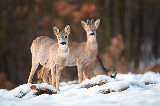 Roe deer doe and buck looking at camera in wintertime Roe deer, capreolus capreolus, doe and buck looking at camera on a snow covered meadow in wintertime. Wild mammals with brown fur in wilderness in Slovakia, Europe. love roe deer stock pictures, royalty-free photos & images