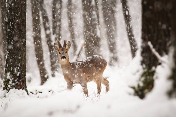 roe ciervos en el bosque de invierno con la nieve cayendo alrededor - ciervo corzo fotografías e imágenes de stock