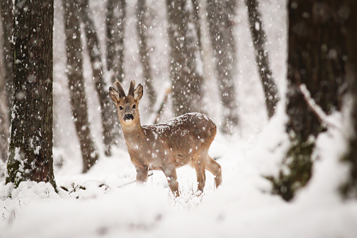Roe deer, capreolus capreolus, buck with antlers covered by velvet standing in winter forest with snow falling around. Wild animal looking to camera in woodland.