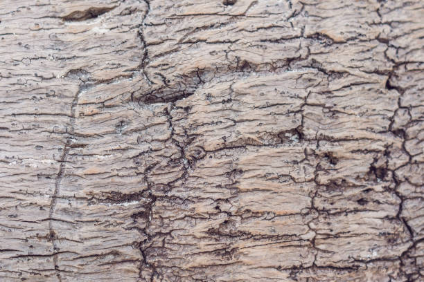 istock A very old tree texture, a palm tree washed by the sea 1197467006