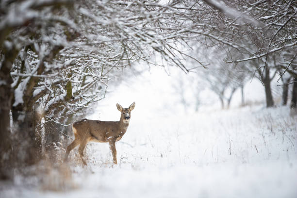 Solitary roe deer doe standing on snow in forest with copy space Solitary roe deer, capreolus capreolus, doe standing on snow in forest with copy space. Female wild animal looking to camera and standing between trees. roe deer frost stock pictures, royalty-free photos & images