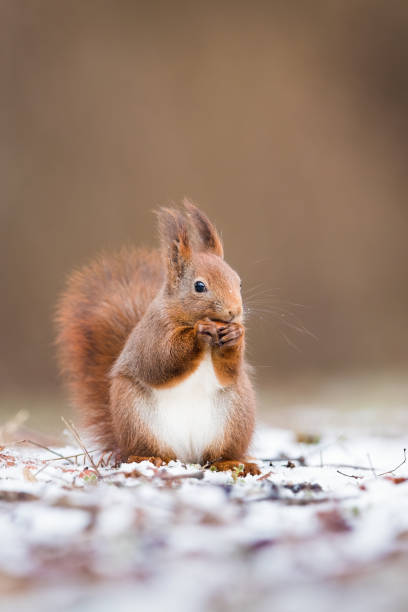 istock Vertical portrait of red squirrel in winter with copy space 1197468758