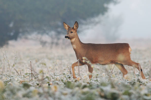 Roe deer doe walking through agricultural field in winter Roe deer, capreolus capreolus, doe walking through agricultural field in winter with frost on leaves. Female mammal with brown fur making a step with a leg mid-air in nature in Europe. roe deer frost stock pictures, royalty-free photos & images