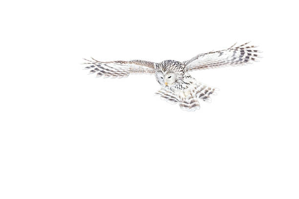 Ural owl, strix uralensis, flying isolated on white background