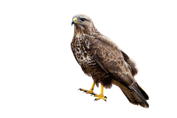 istock Common buzzard a powerful bird of prey sitting and looking isolated on white 1197468848