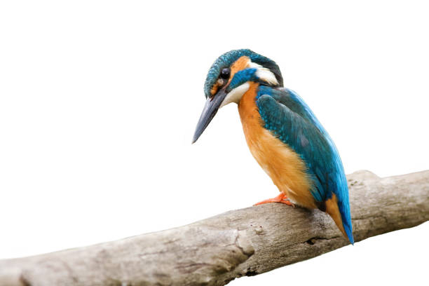 istock Common kingfisher, alcedo atthis, sitting on a branch isolated on white 1197468851