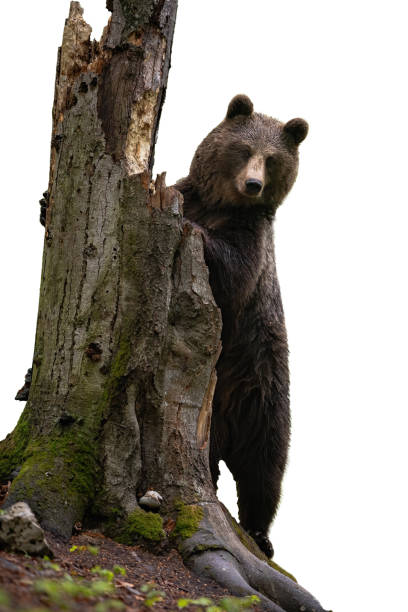 istock Brown bear standing by a tree trunk isolated on white background 1197468875