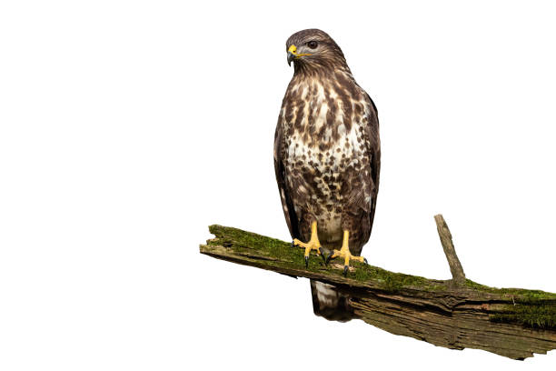 zastanawiasz się wspólny myszołów z ciekawym wyglądem odizolowanym na białym tle - eurasian buzzard zdjęcia i obrazy z banku zdjęć