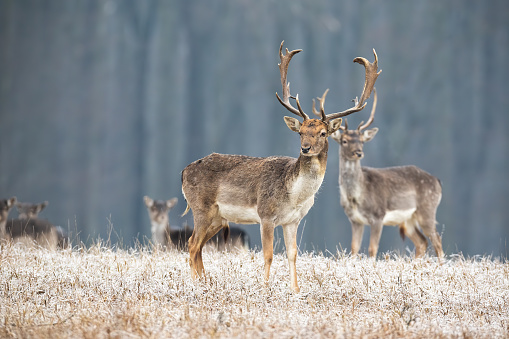 Wild fallow, dama dama, deer stag with antlers standing on a meadow in winter. Multiple animals watching curiously in wilderness. Wildlife scenery from nature.