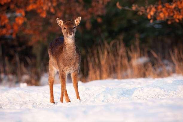 Cute fallow deer, dama dama, fawn facing camera and looking with interest. Attentive wild ruminant standing on frozen snow in warm sun rays with copy space. Animal wildlife in nature.