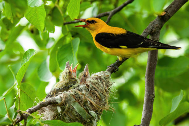 istock Nesting golden oriole, oriolus oriolus, in summer nature 1197468937