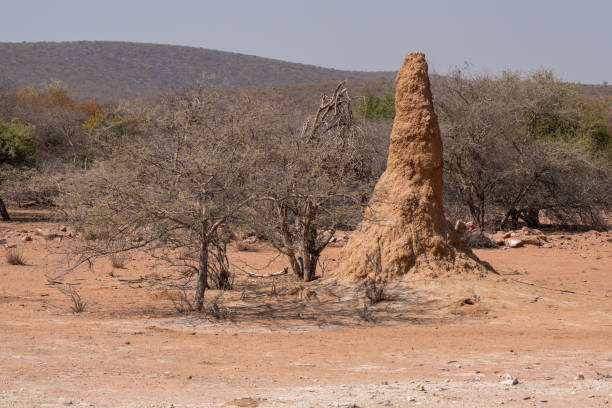 Termite Hill in Kaokoveld, Namibia