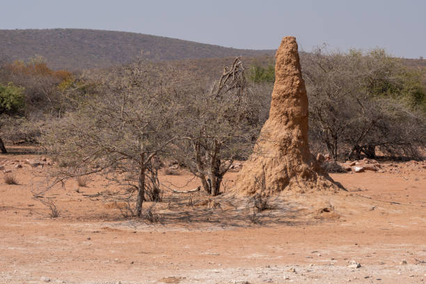 Termite Hill in Kaokoveld, Namibia Termite Mound or Termite Hill in the Savanna with Bush and Shrubs in Kaokoveld, Namibia, Africa kaokoveld stock pictures, royalty-free photos & images