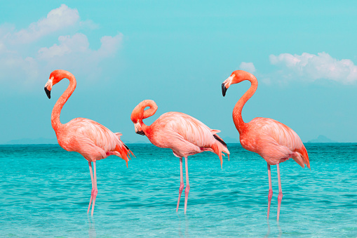 Composite image of pink flamingo in the sea water during summer time.