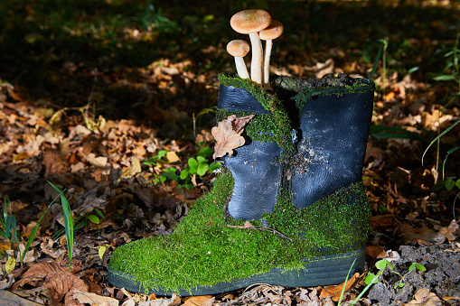 Edible forest mushroom - Armillaria mellea commonly known as honey fungus growing in an old mossy leather boot