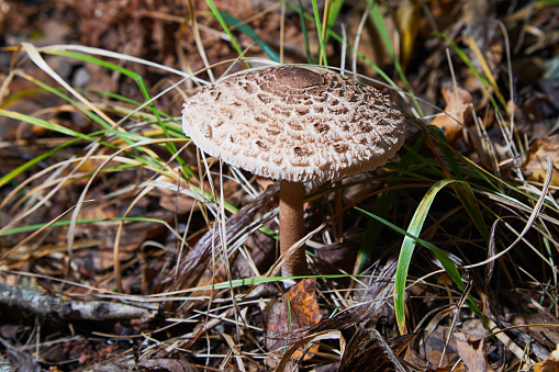 Small wild toadstool growing in grass on an Autumn morning in Dumfries and Galloway Scotland
