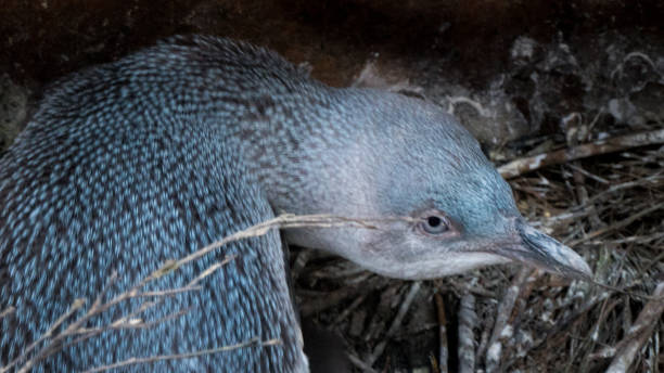 その巣の上の青いペンギン、アカロア、サウスアイランド、ニュージーランド - nobody beak animal head penguin ストックフォトと画像