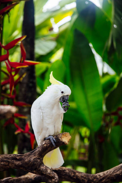 istock White cockatoo (Cacatua alba) in the tropical forest 1197474350