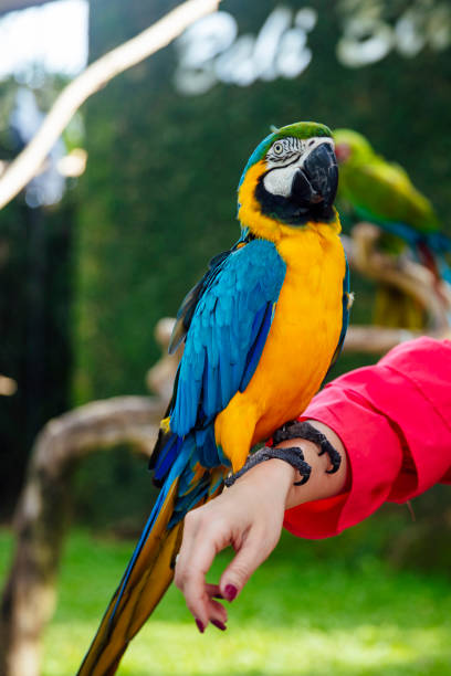 istock Blue and yellow macaw on the human hand 1197474352