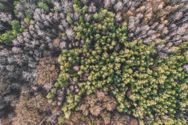 Aerial view of the forest in southwest Poland, Opole Voivodeship. Due to global warming, there is no snow in December.